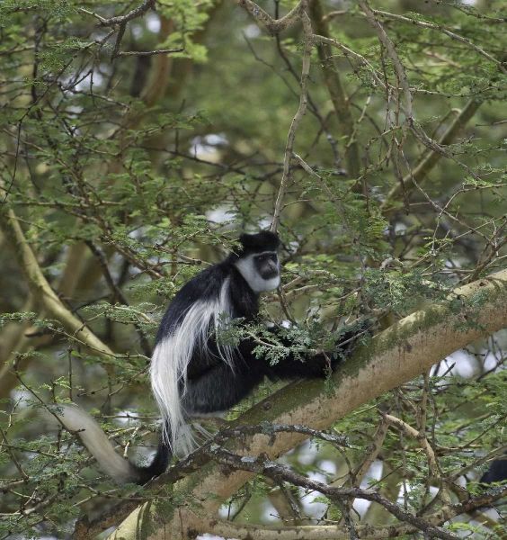 Kenya, Lake Nakuru NP Colobus monkey in a tree